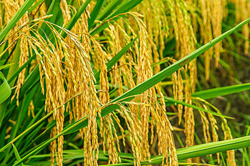水稻种植，抽穗扬花期